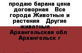 продаю барана цена договорная - Все города Животные и растения » Другие животные   . Архангельская обл.,Архангельск г.
